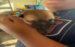 Chug dogs for sale: PUPPIES FOR SALE - Image 3