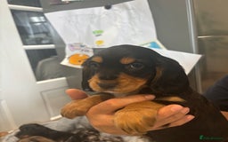 Cocker Spaniel dogs for sale: Cute show type very rare colours dna health tested - Image 28
