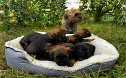 Border Terrier dogs for sale:  Beautiful Borders Terrier Puppies  - Image 6