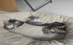 Maine Coon cats for sale: Adorable kittens mixed Maine Coon  - Image 6