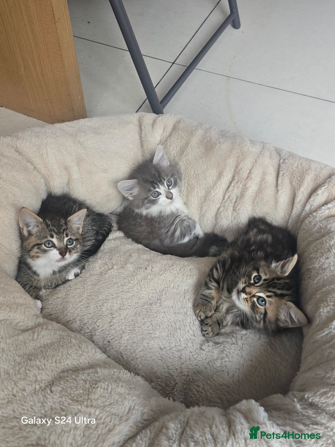 Maine Coon cats for sale: Adorable kittens mixed Maine Coon  - Image 6