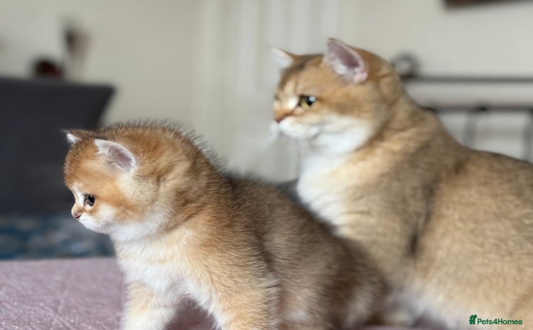 British Shorthair cats - Advert 3