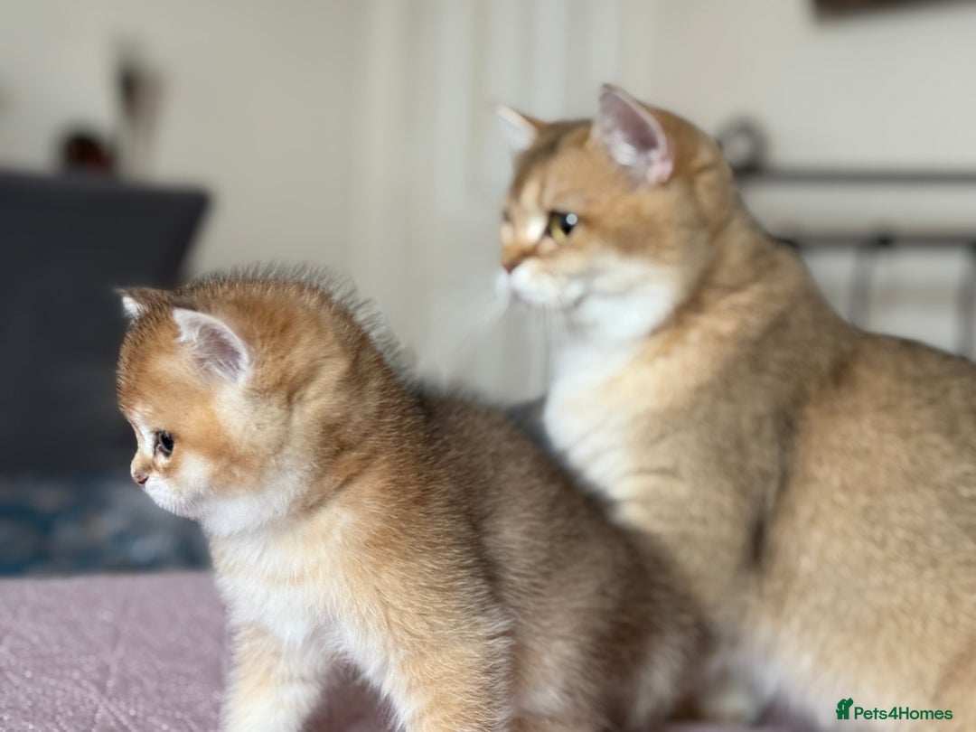 British Shorthair cats for sale: Champion line golden BSH - Image 7