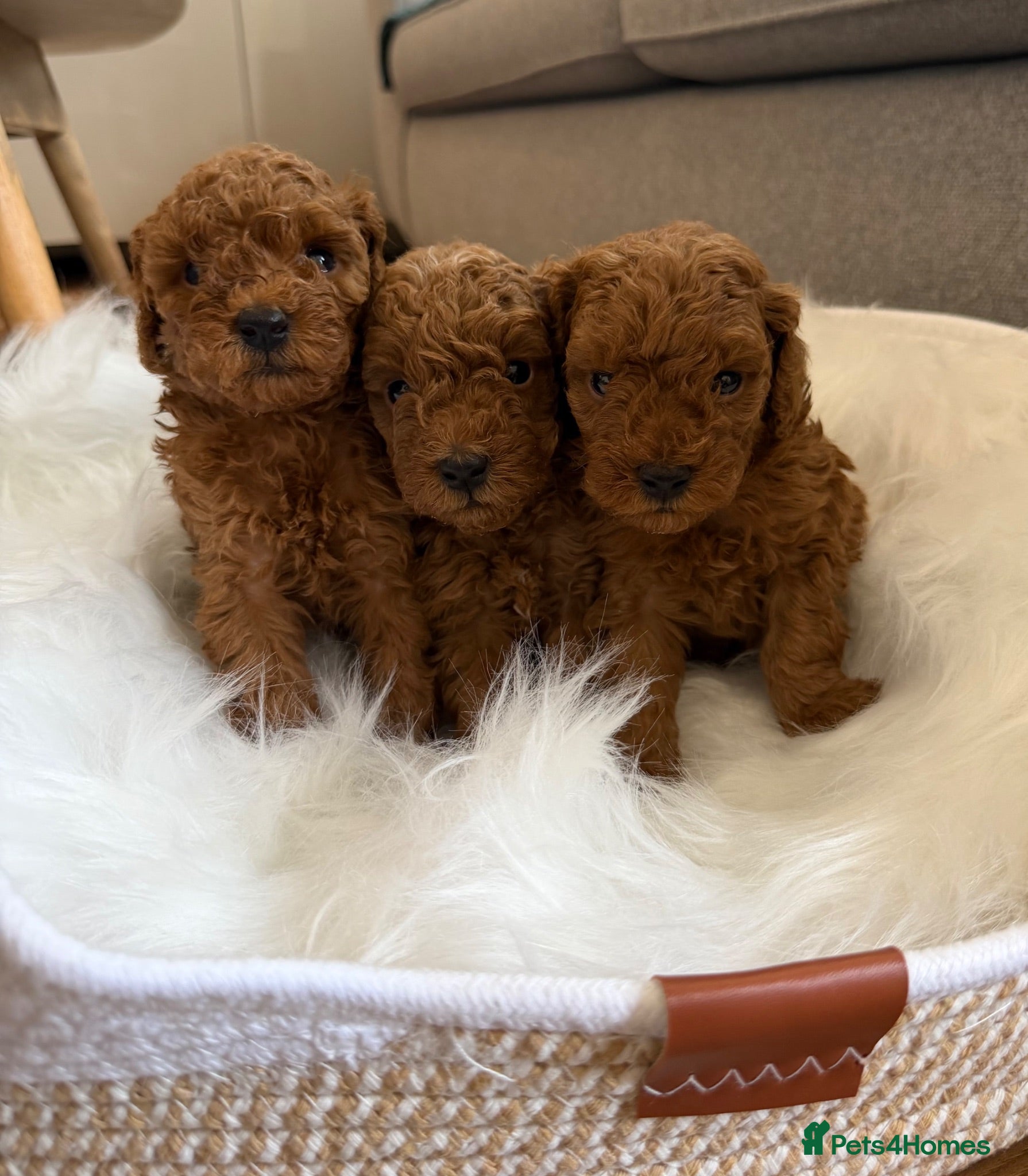 Toy Poodle dogs Outstanding KC toy poodles 🐩  - Advert 1