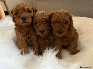 Toy Poodle dogs Outstanding KC toy poodles 🐩 - Advert 1