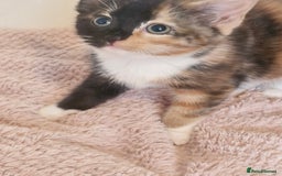 Mixed Breed cats for sale: Beautiful kittens - Image 10