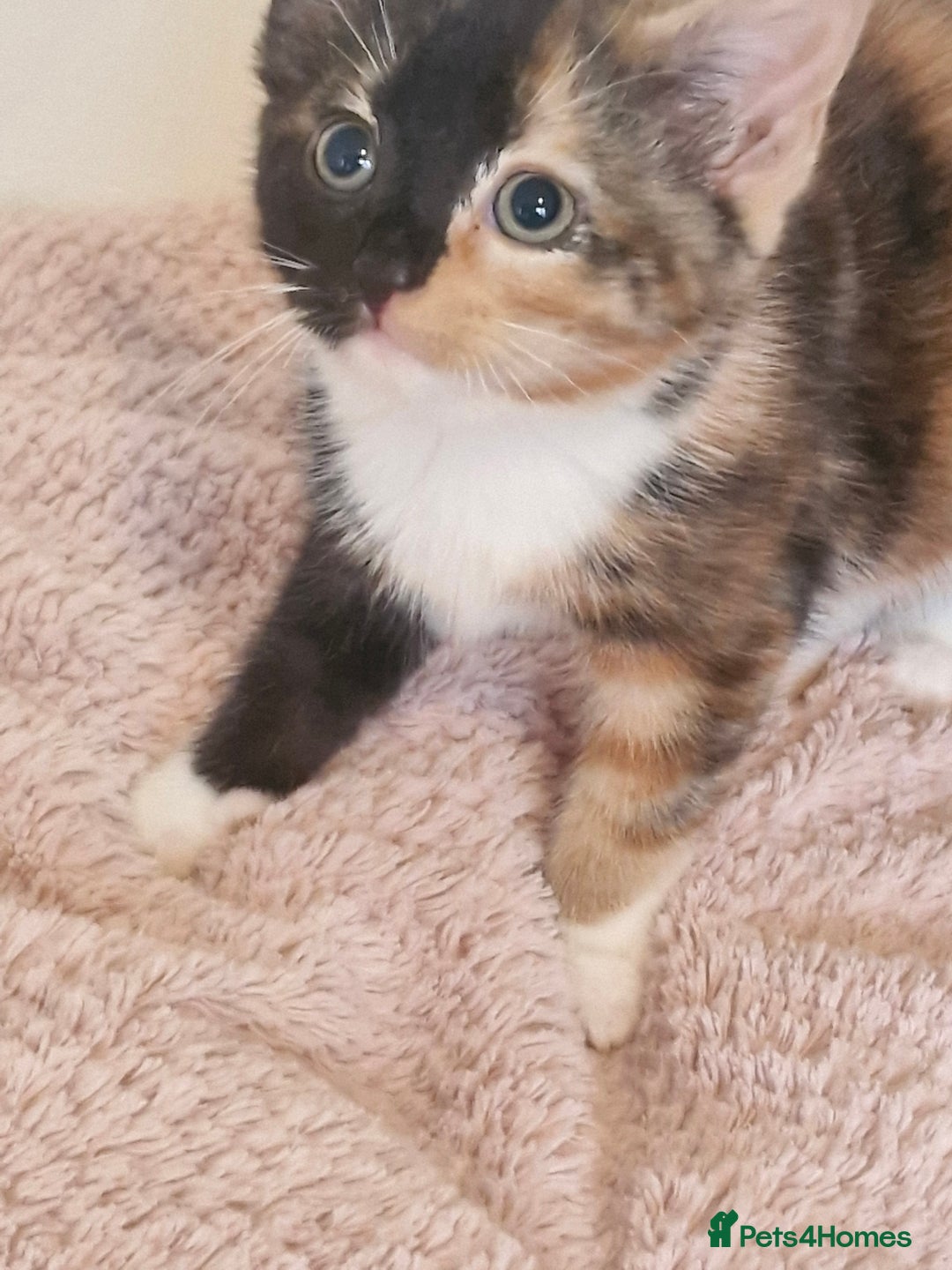 Mixed Breed cats for sale: Beautiful kittens - Image 10