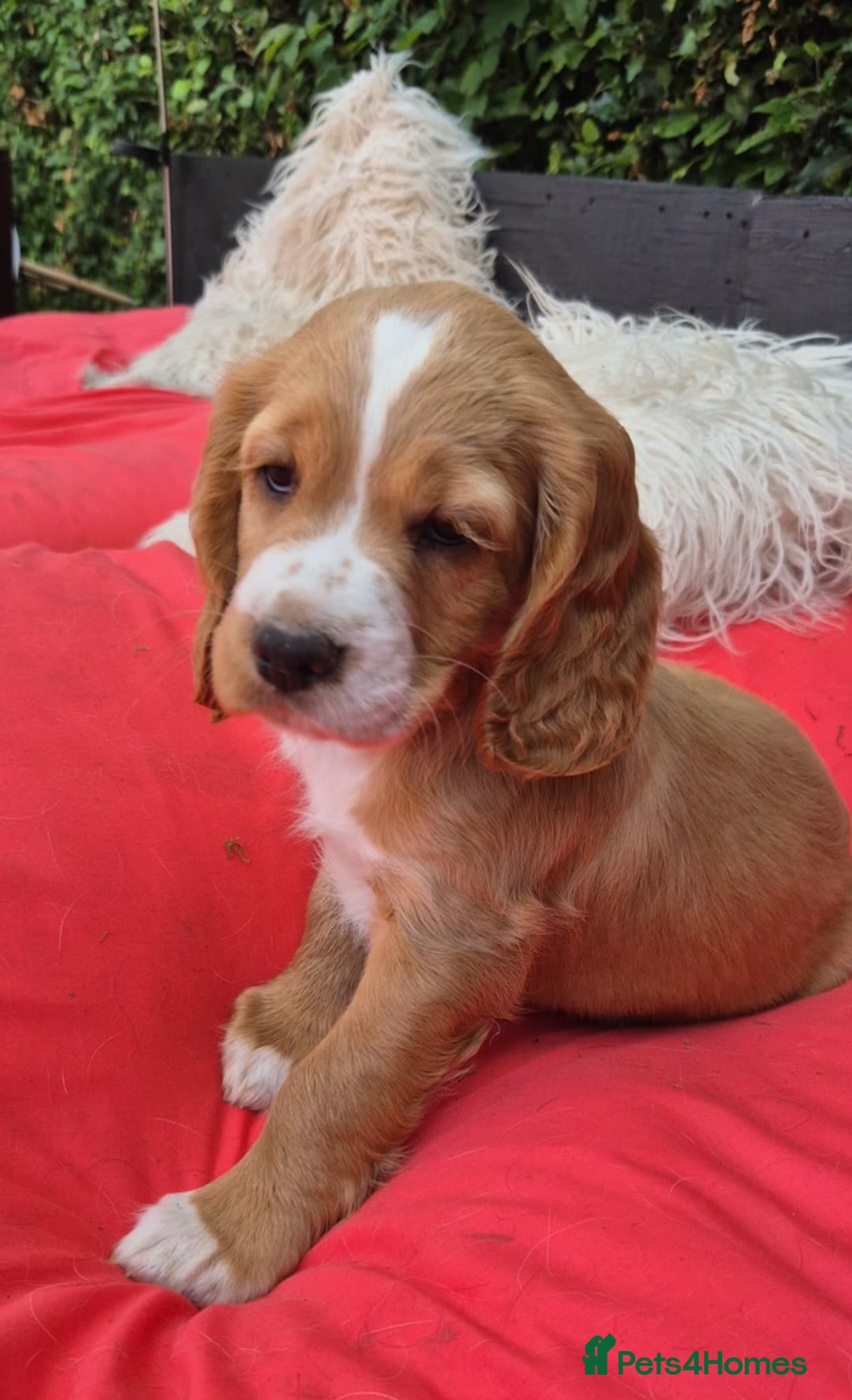 English Springer Spaniel dogs for sale: Lovely English Springer Spaniel boy - Image 1