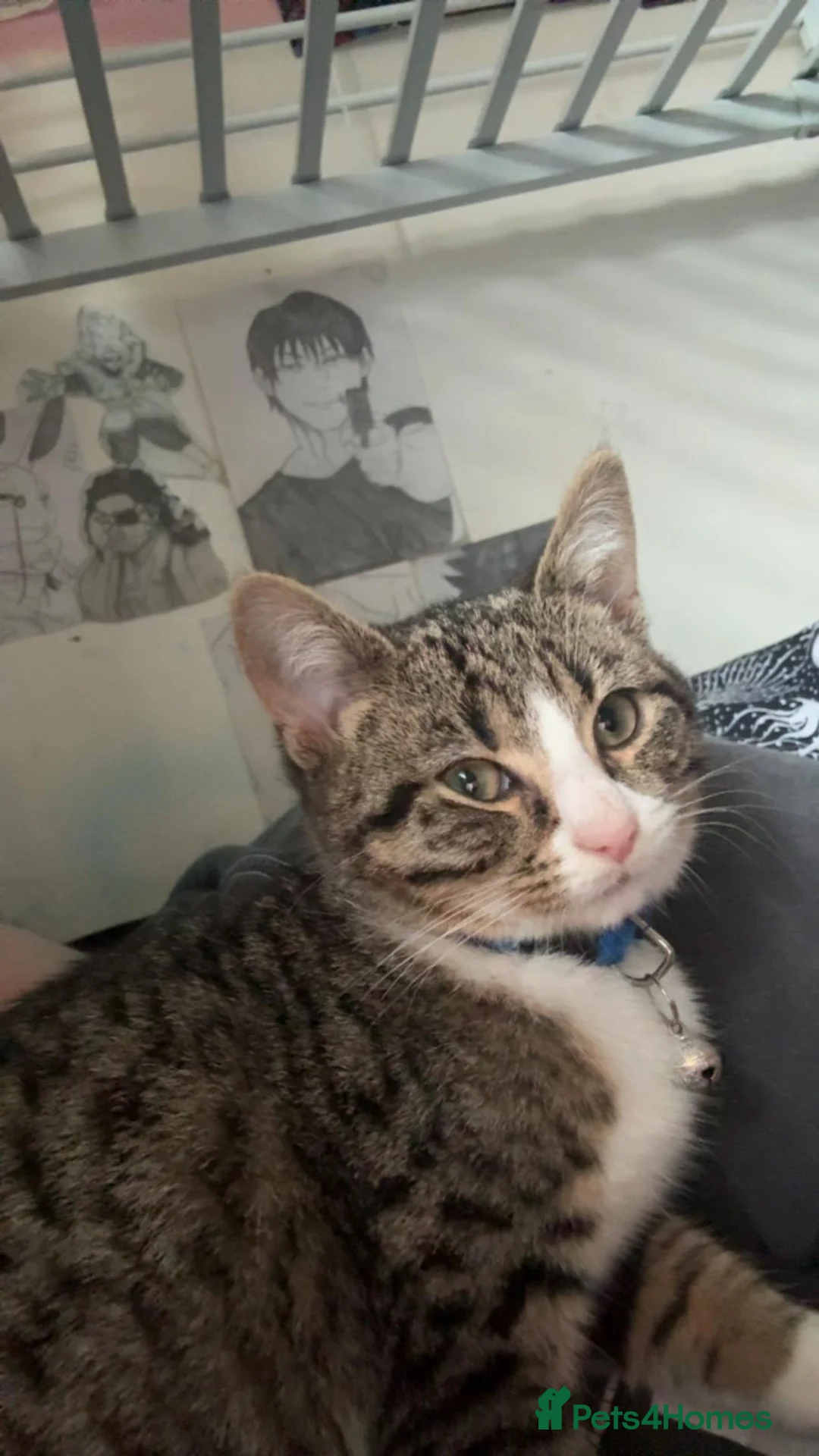 Mixed Breed cats for sale: Need rehoming ASAP - Advert 2