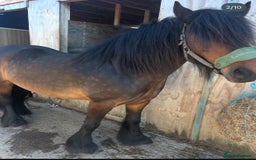 Fell horses for sale: Basil 13.2 registered fell gelding  - Image 2