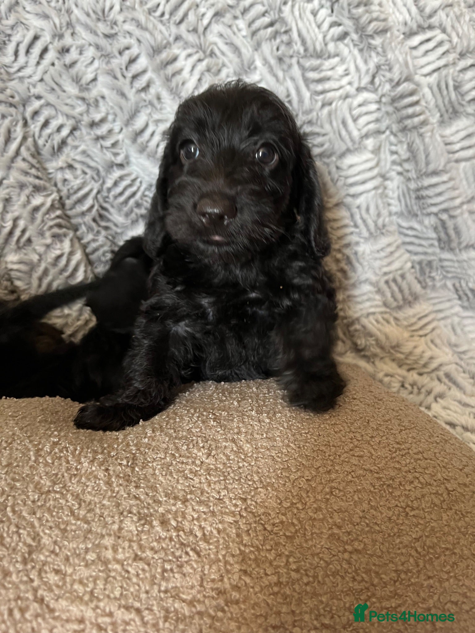 Doxiepoo dogs Ready to leave Doxiepoos, Jet Black girl and boy  - Advert 2