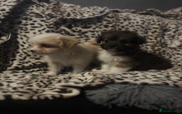 Mixed Breed dogs for sale: Chorkie-apso puppies  - Image 20