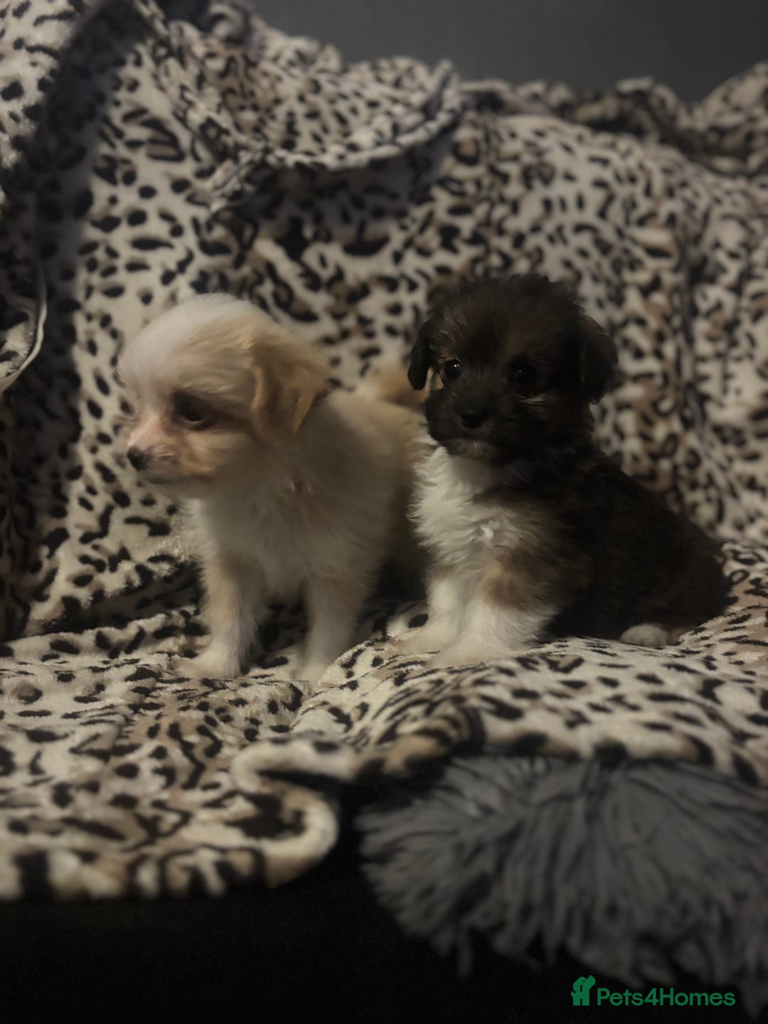 Mixed Breed dogs for sale: Chorkie-apso puppies  - Image 20