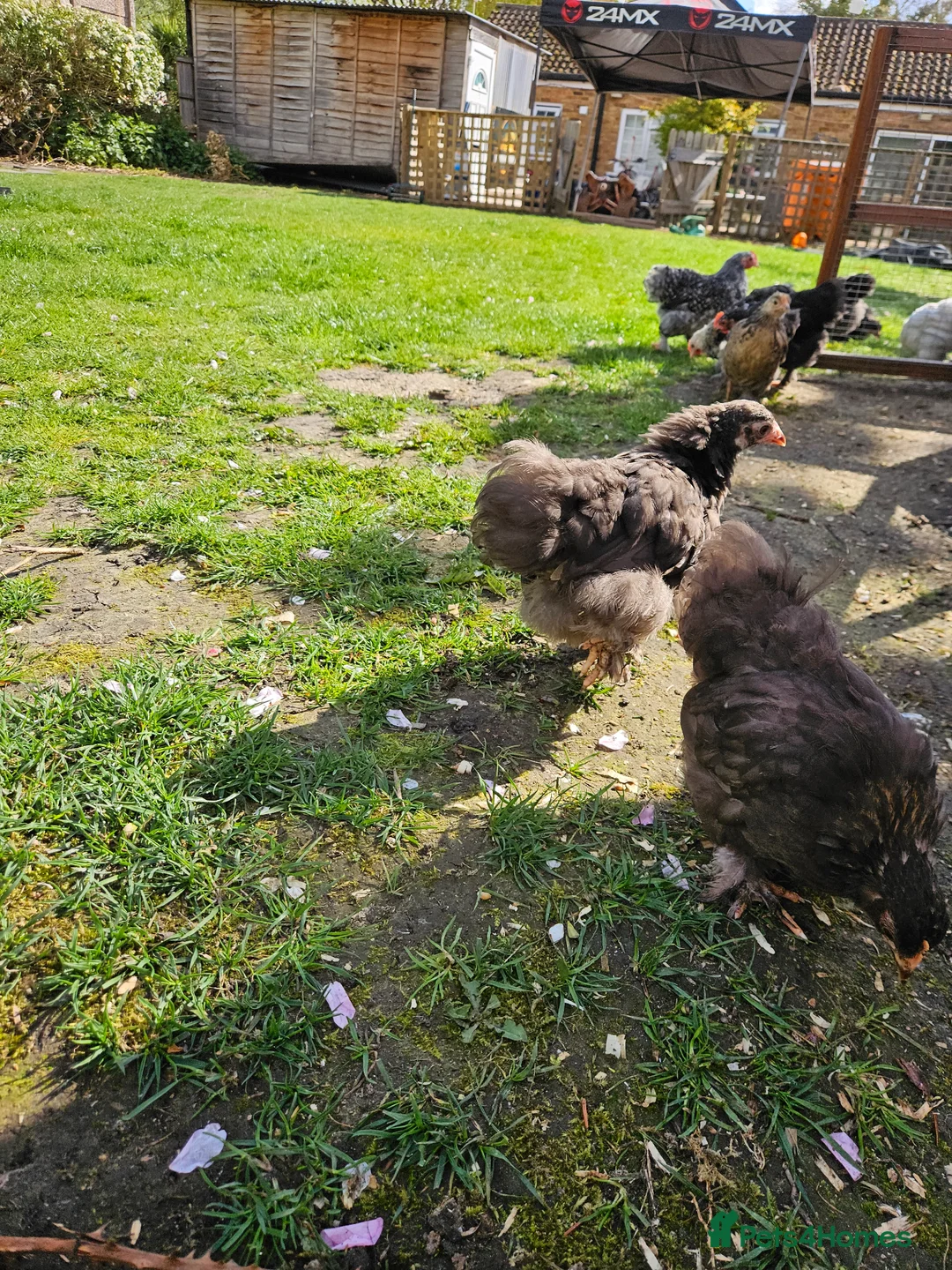 Chickens poultry for sale: Pekin bantam young hens  - Advert 2