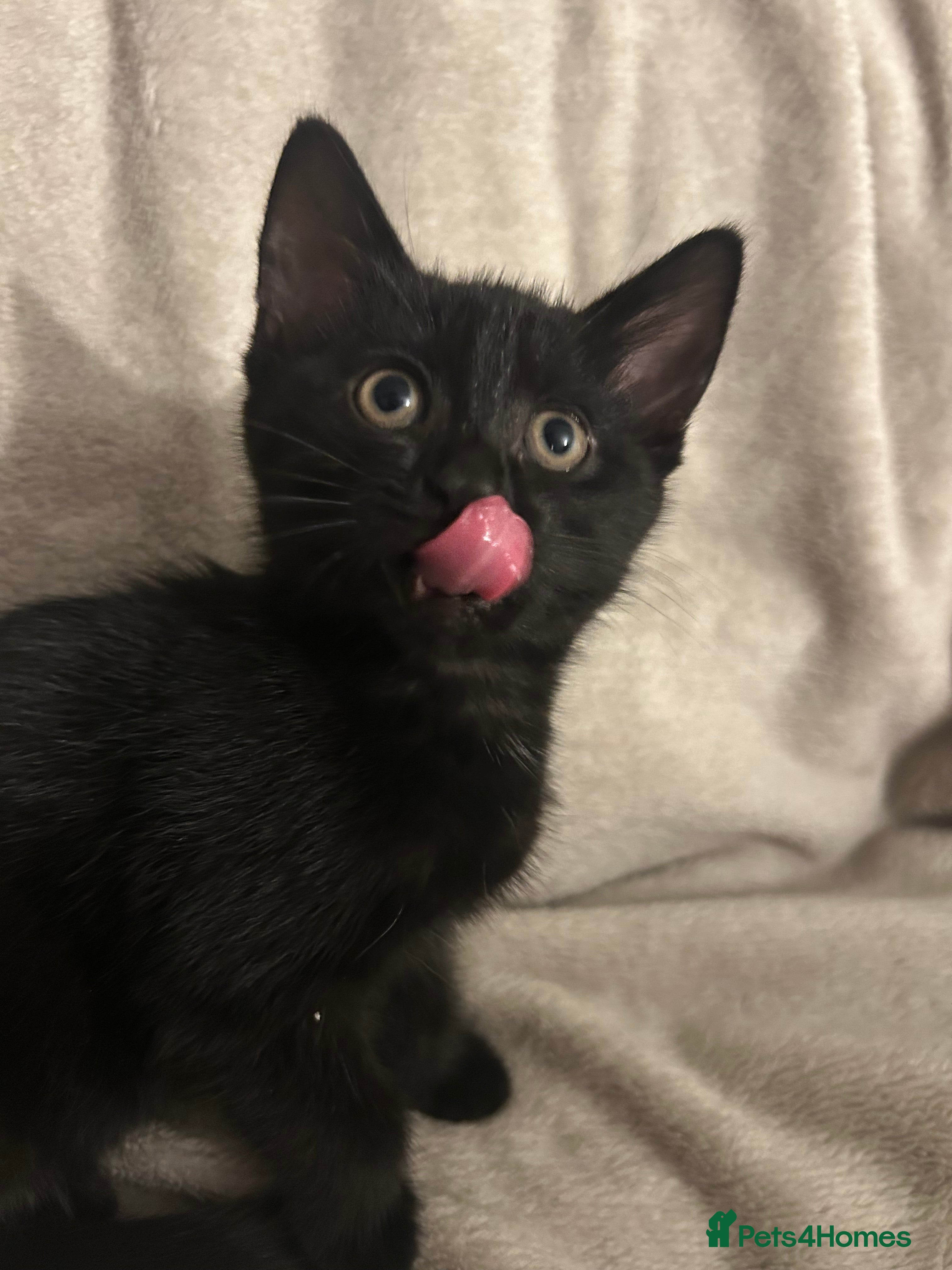 Mixed Breed cats Beautiful kittens ❤️ - Advert 18