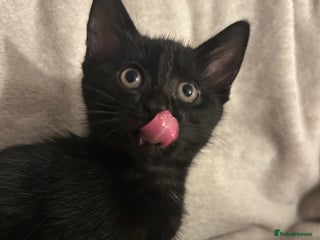 Mixed Breed cats Beautiful kittens ❤️ - Advert 16