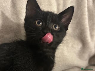 Mixed Breed cats Beautiful kittens ❤️ - Advert 23