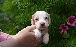 Cocker Spaniel dogs for sale: 4 male KC working cocker spaniel puppies - Image 22