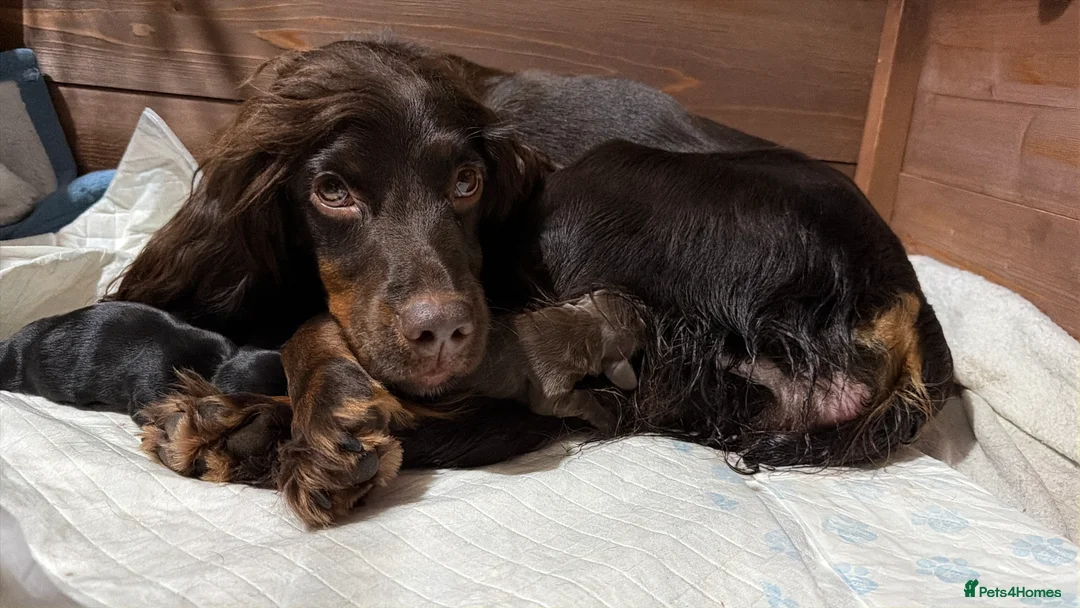 Cocker Spaniel dogs for sale: KC registered Working Cocker Spaniel  - Advert 5