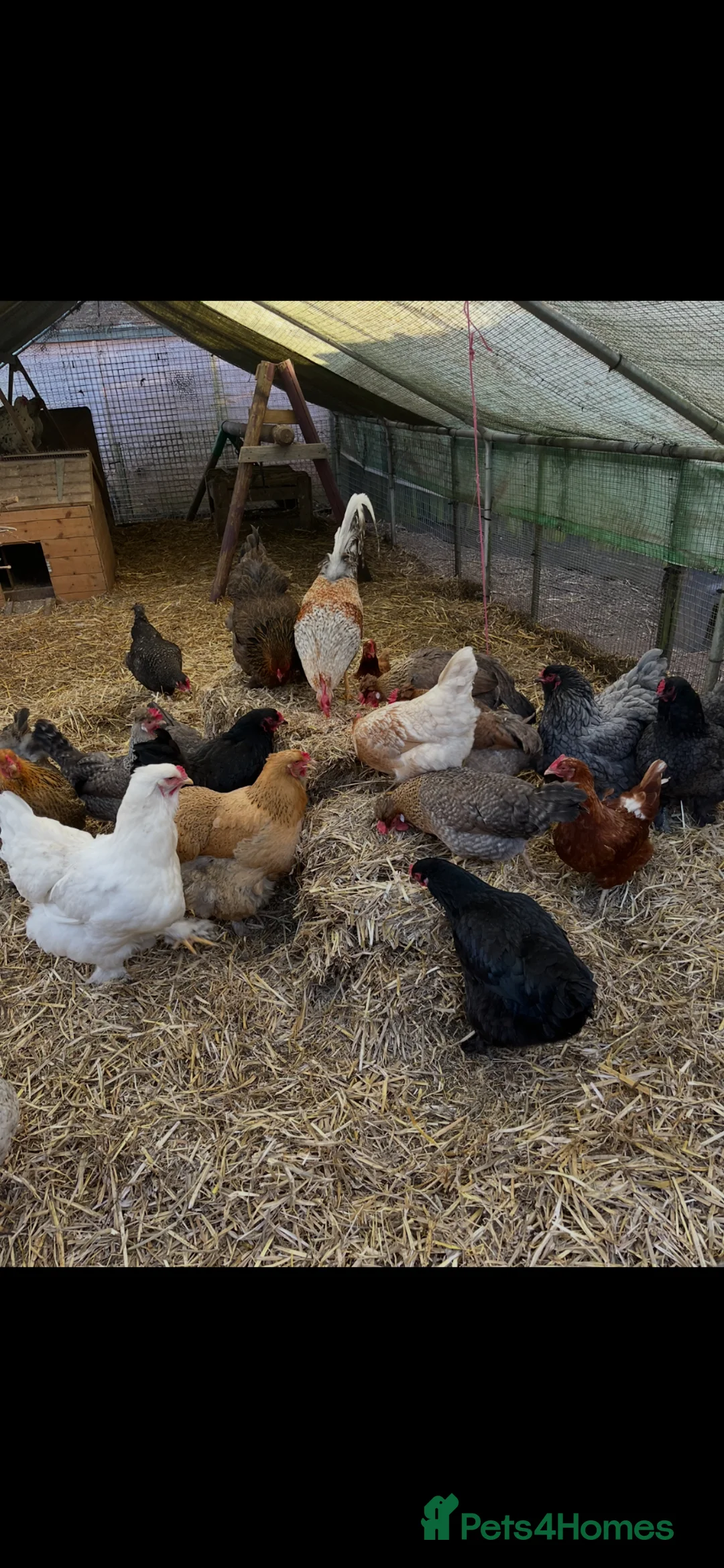 Chickens poultry for sale: Hatching eggs  - Advert 1