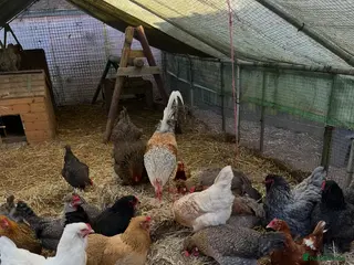 Chickens poultry Hatching eggs - Advert 1