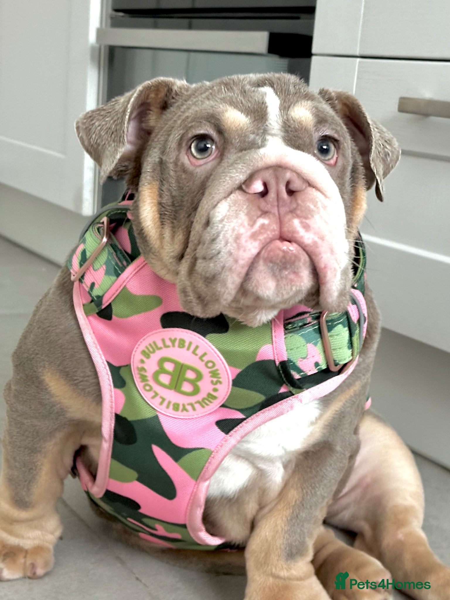 English Bulldog dogs for sale: 14 months old English Bulldog and 7 months old gir - Advert 7