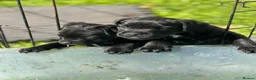 Patterdale Terrier dogs for sale: Gorgeous patterdale pups for sale - Advert 4
