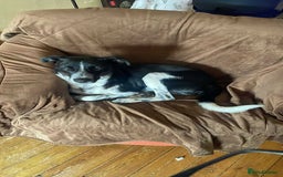 Mixed Breed dogs for adoption: Sergio the rescue dog sweetheart, in Liverpool - Image 4