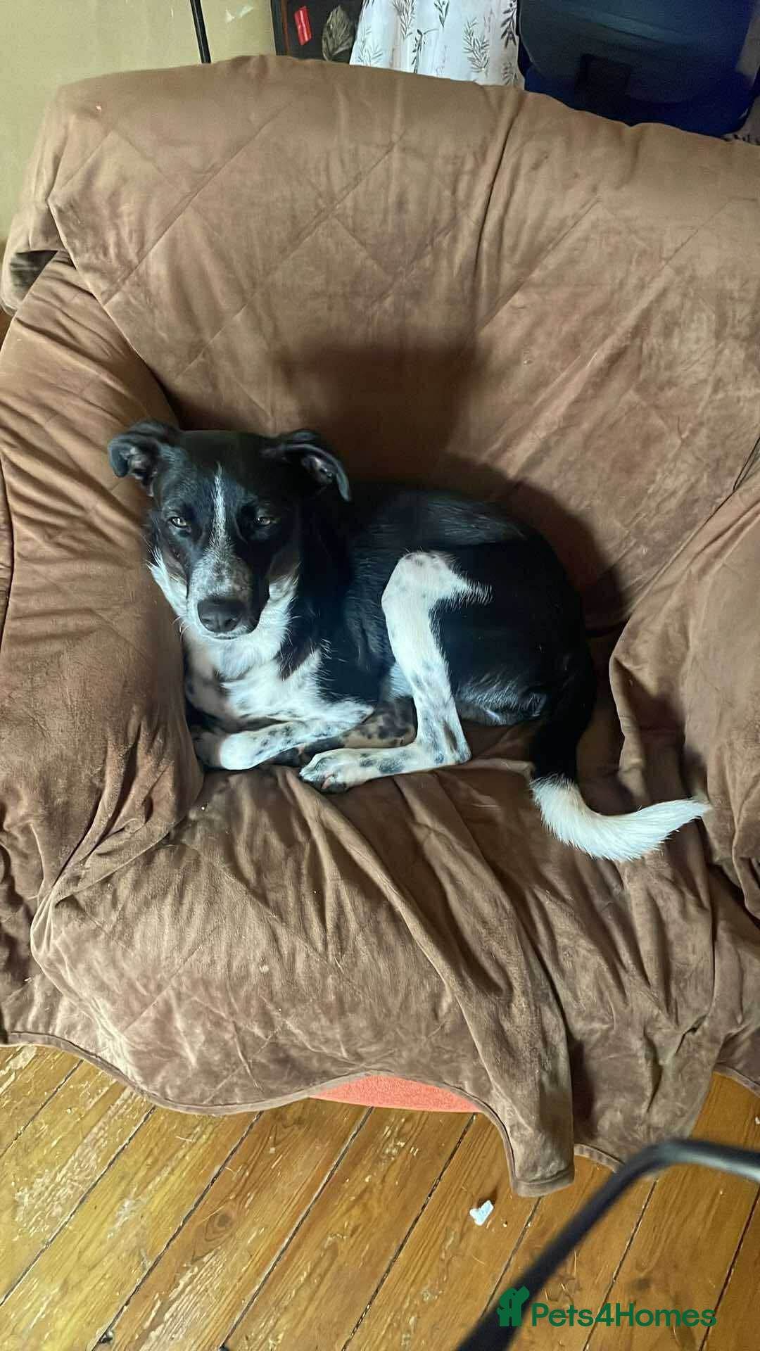 Mixed Breed dogs for adoption: Sergio the rescue dog sweetheart, in Liverpool - Image 4