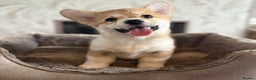 Welsh Corgi Pembroke dogs for sale: Outstanding Pembrokeshire Corgi Puppies  - Advert 19