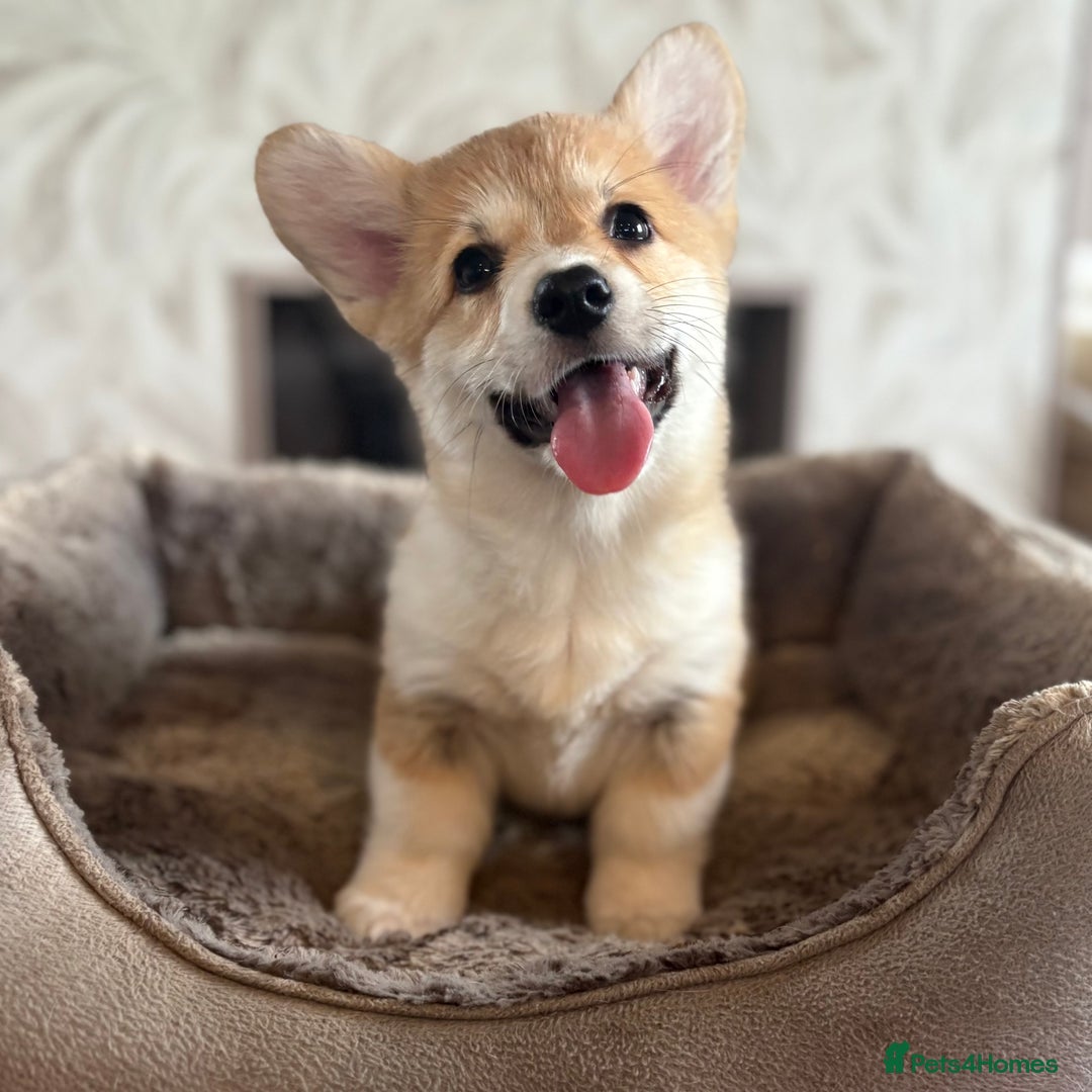 Welsh Corgi Pembroke dogs for sale: Outstanding Pembrokeshire Corgi Puppies  - Advert 19