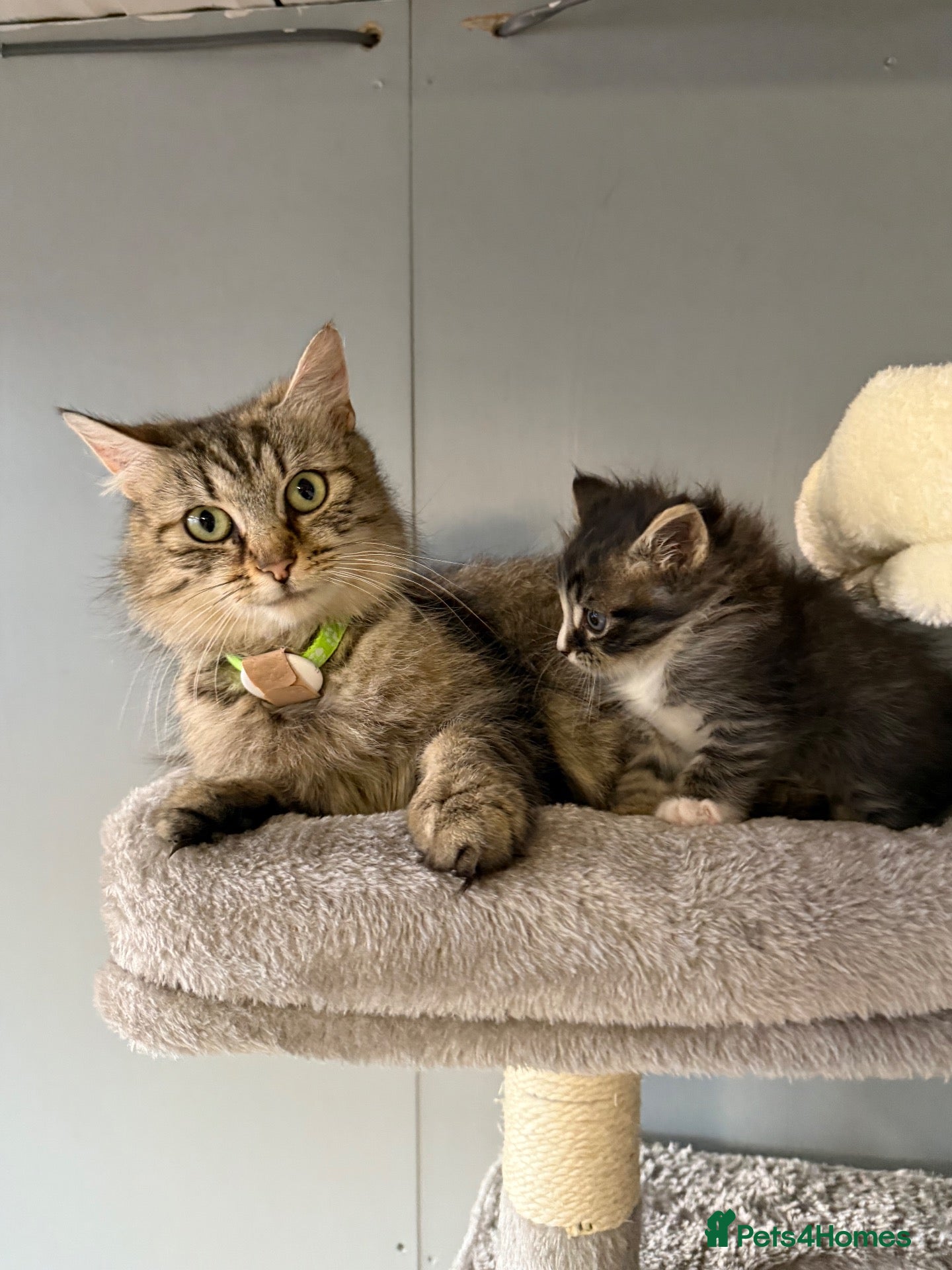 Maine Coon cats for sale: Half Maine coon kittens  - Advert 1