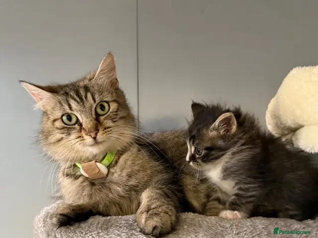 Maine Coon cats for sale: Half Maine coon kittens - Advert 13