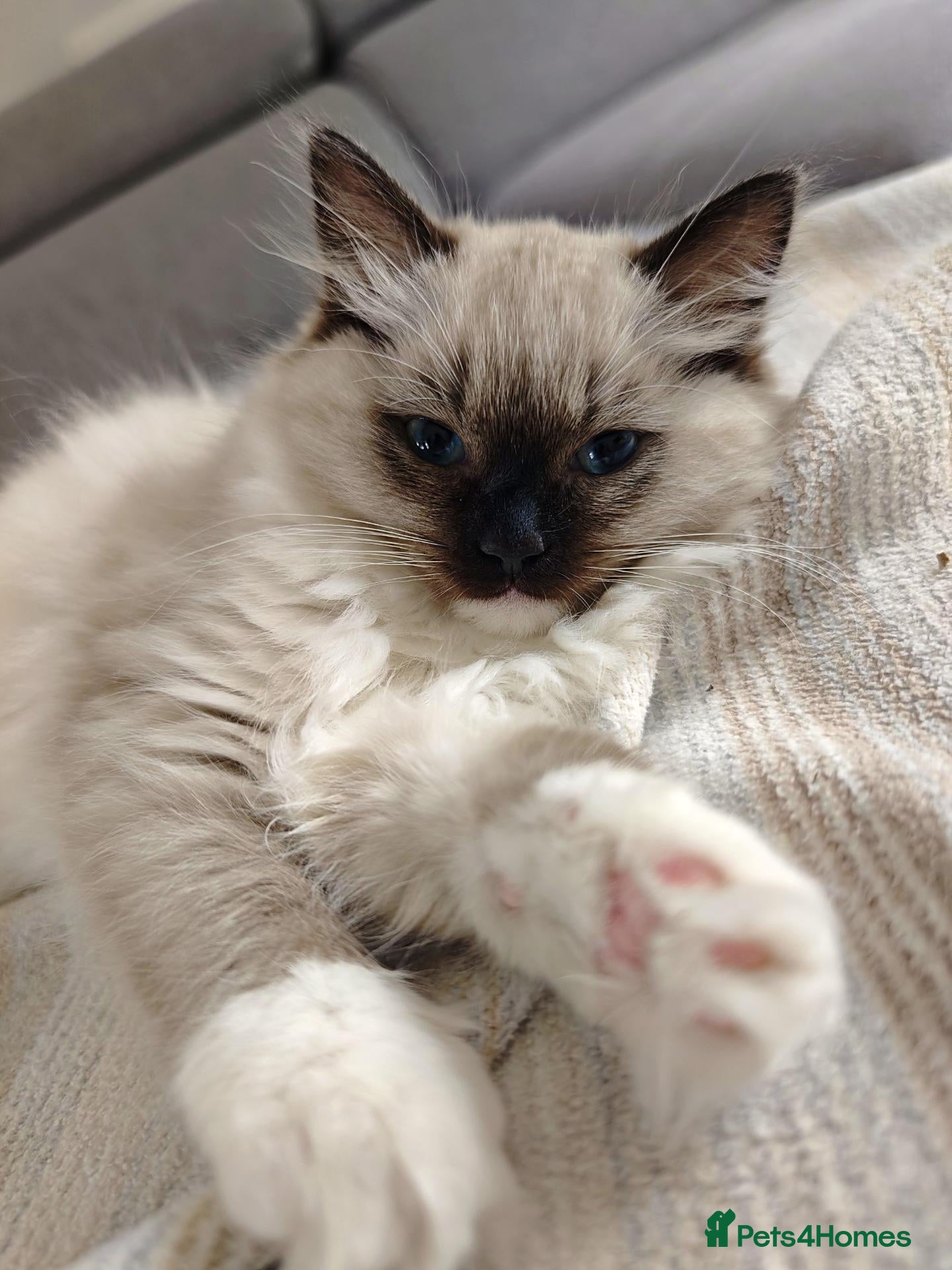 Ragdoll cats Ragdoll Kitten Blue - Advert 2