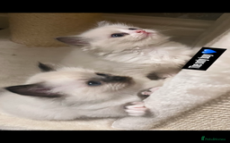 Ragdoll cats for sale: GCCF REGISTERED DNA TESTED PARENTS AND CLEAR  - Image 11