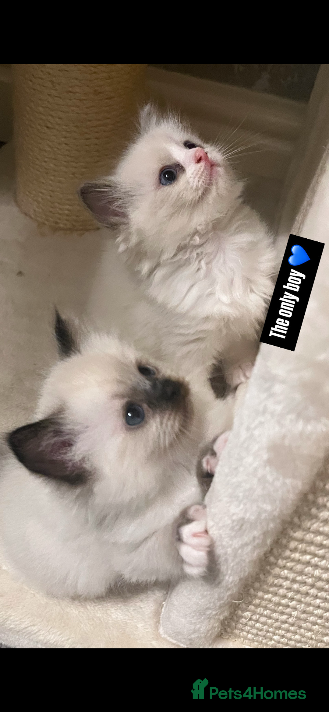 Ragdoll cats for sale: GCCF REGISTERED DNA TESTED PARENTS AND CLEAR  - Image 11