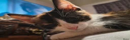 Domestic Shorthair cats for sale: 5 beautiful lovely kittens 🐾🐾 in Boston - Advert 24