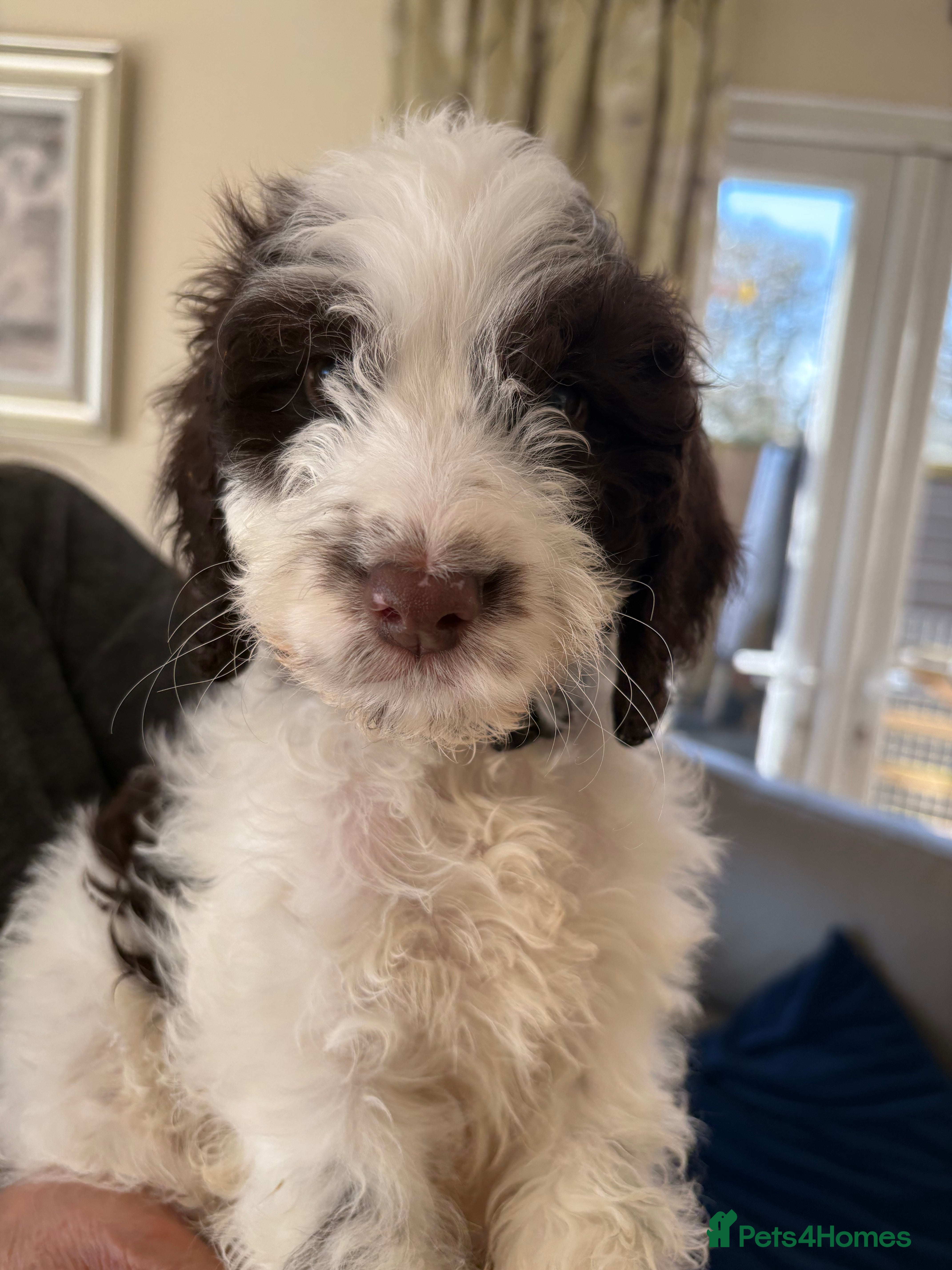 Cockapoo dogs Most Beautiful litter F1 Cockapoo puppies  - Advert 10