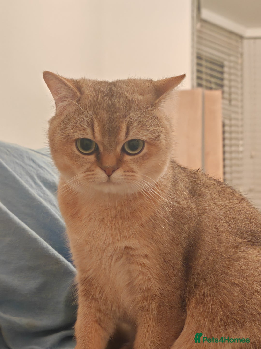 British Shorthair cats for sale: Loving golden british shorthair male - Image 6