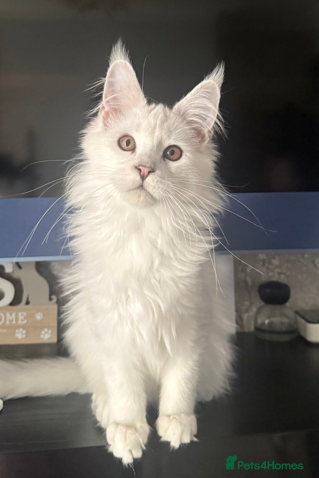 Maine Coon cats for sale: TICA Reg Blue Silver Shaded MaineCoon Kittens  - Advert 12