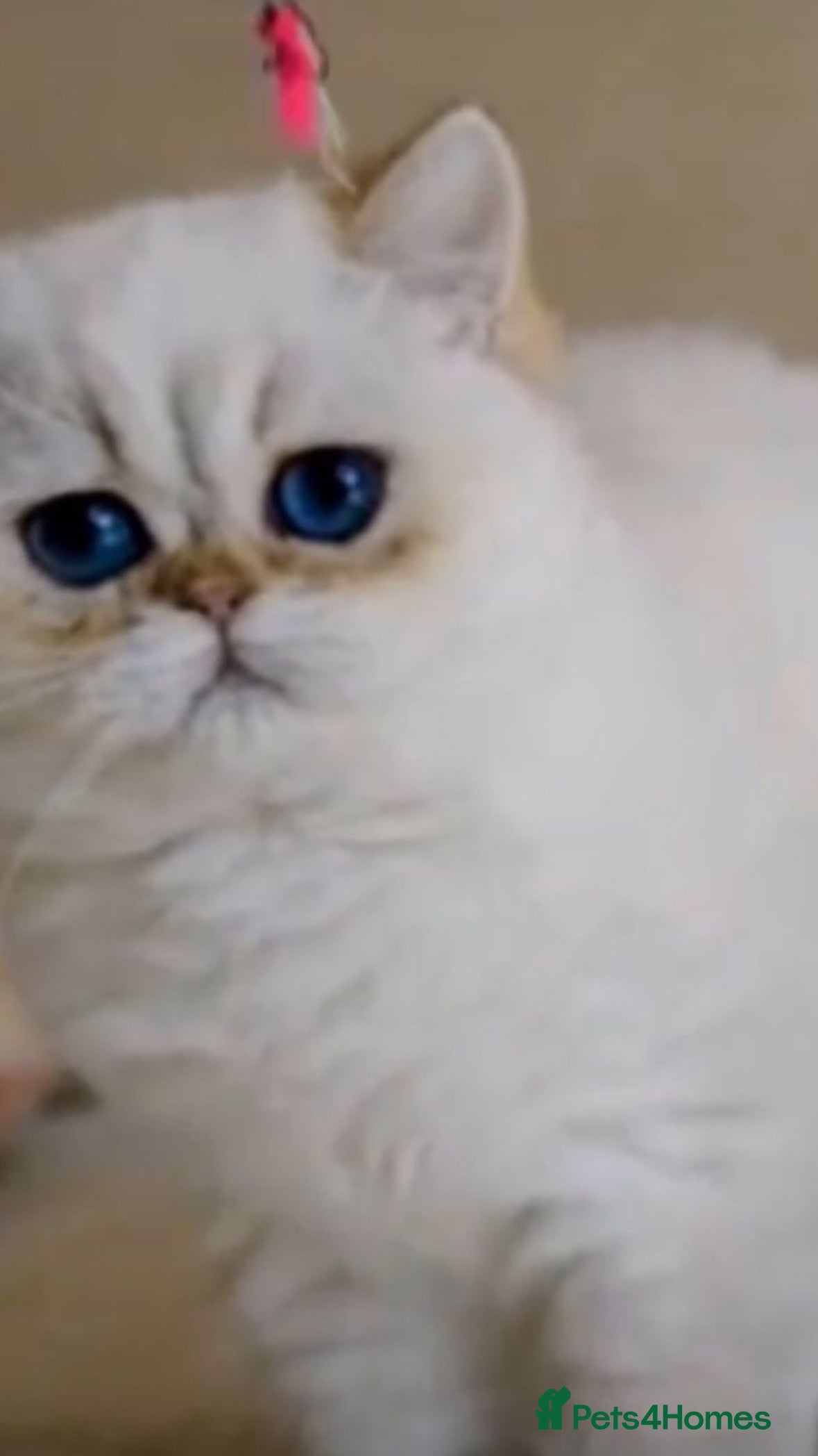 British Shorthair cats Rare💎 Golden Shaded Black Tipped Tabby  - Advert 1