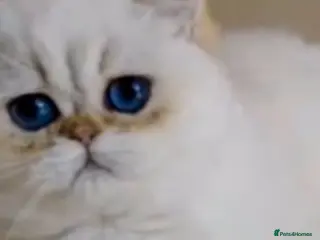 British Shorthair cats Rare💎 Golden Shaded Black Tipped Tabby - Advert 1