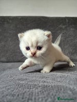 British Shorthair cats Pedigree silver colourpoint kittens - Advert 3
