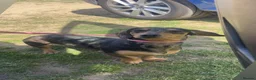Dachshund dogs for sale: Dachshund  - Advert 2