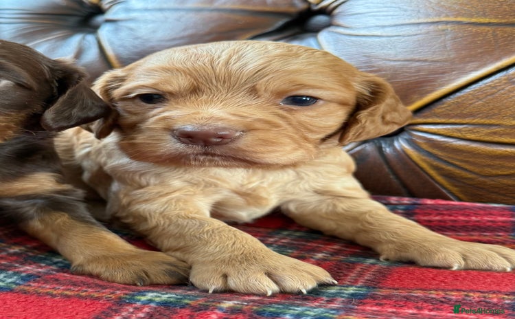 Cocker Spaniel dogs - Advert 15