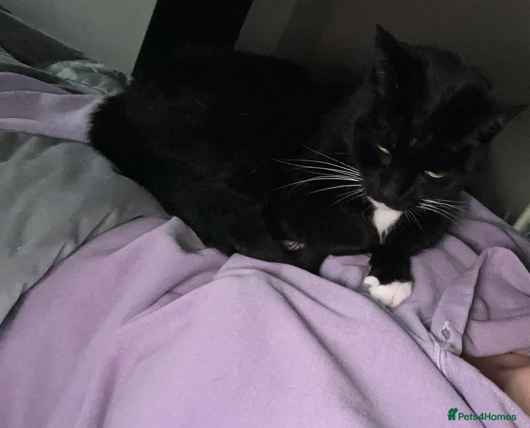 Domestic Shorthair cats for sale: Black & White Cat  - Advert 3