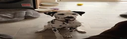 Dalmatian dogs for sale: Piper is a gorgeous gentle 8 month old puppy in Bromsgrove - Advert 2