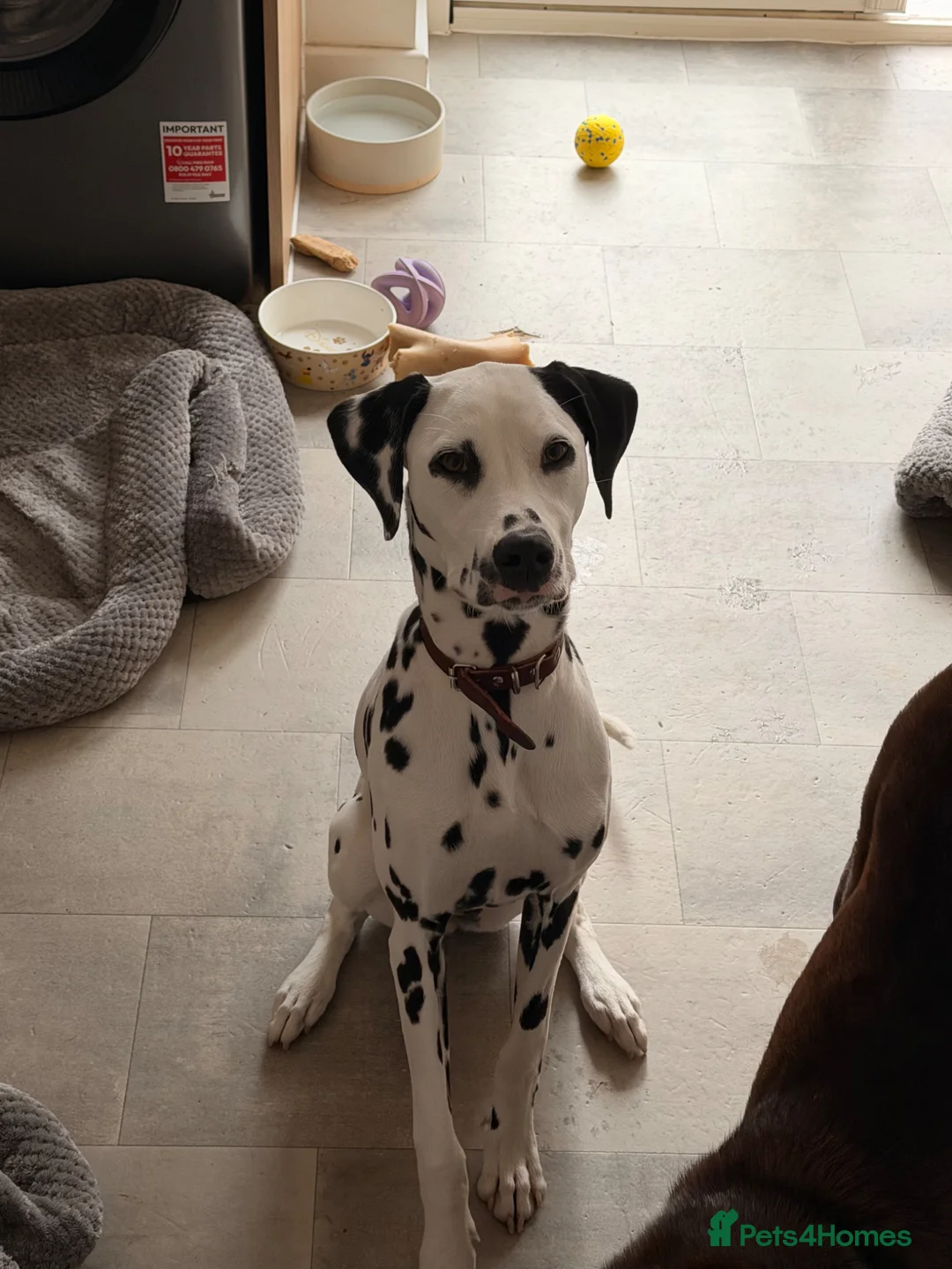 Dalmatian dogs for sale: Piper is a gorgeous gentle 8 month old puppy in Bromsgrove - Advert 2