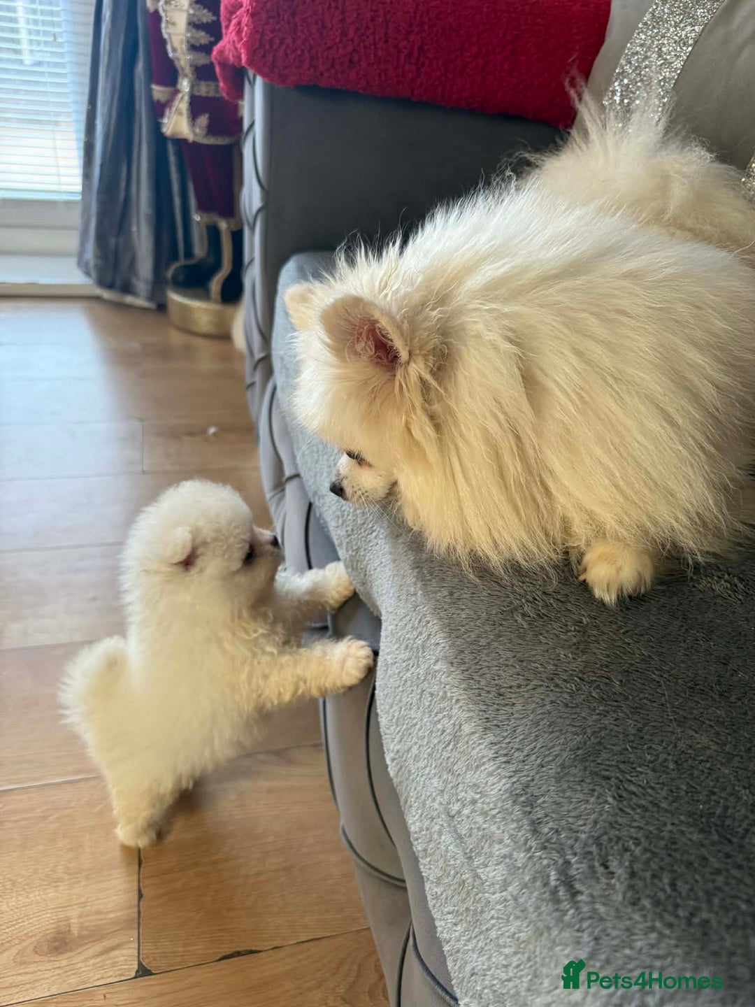 Pomeranian dogs for sale: Teddy bear optic white Pomeranians puppies - Advert 25