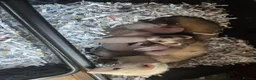 Ferret rodents for sale: Friendly Ferret Girls - Advert 11
